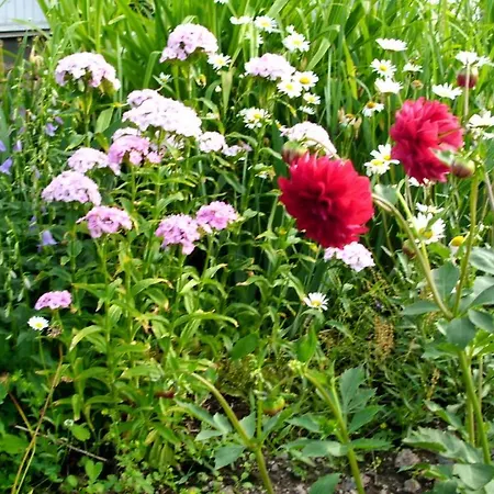 Kylaesepaen Maja Dom wakacyjny *