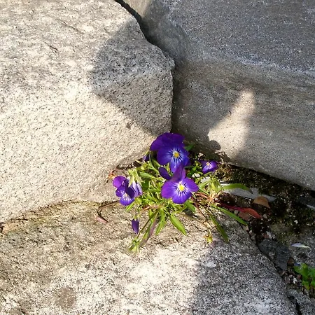 Kylaesepaen Maja Nyaraló Miehikkala